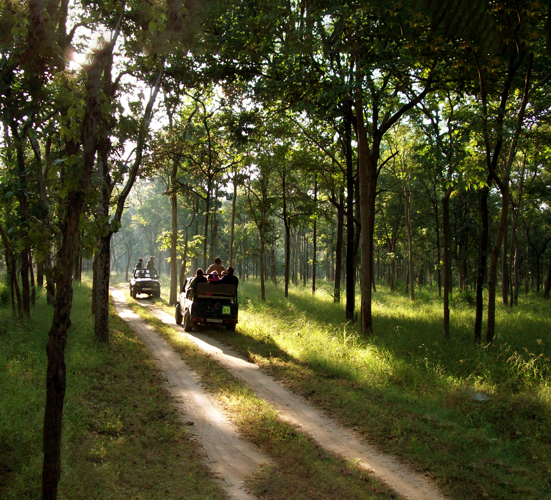 Nameri Jungle Safari